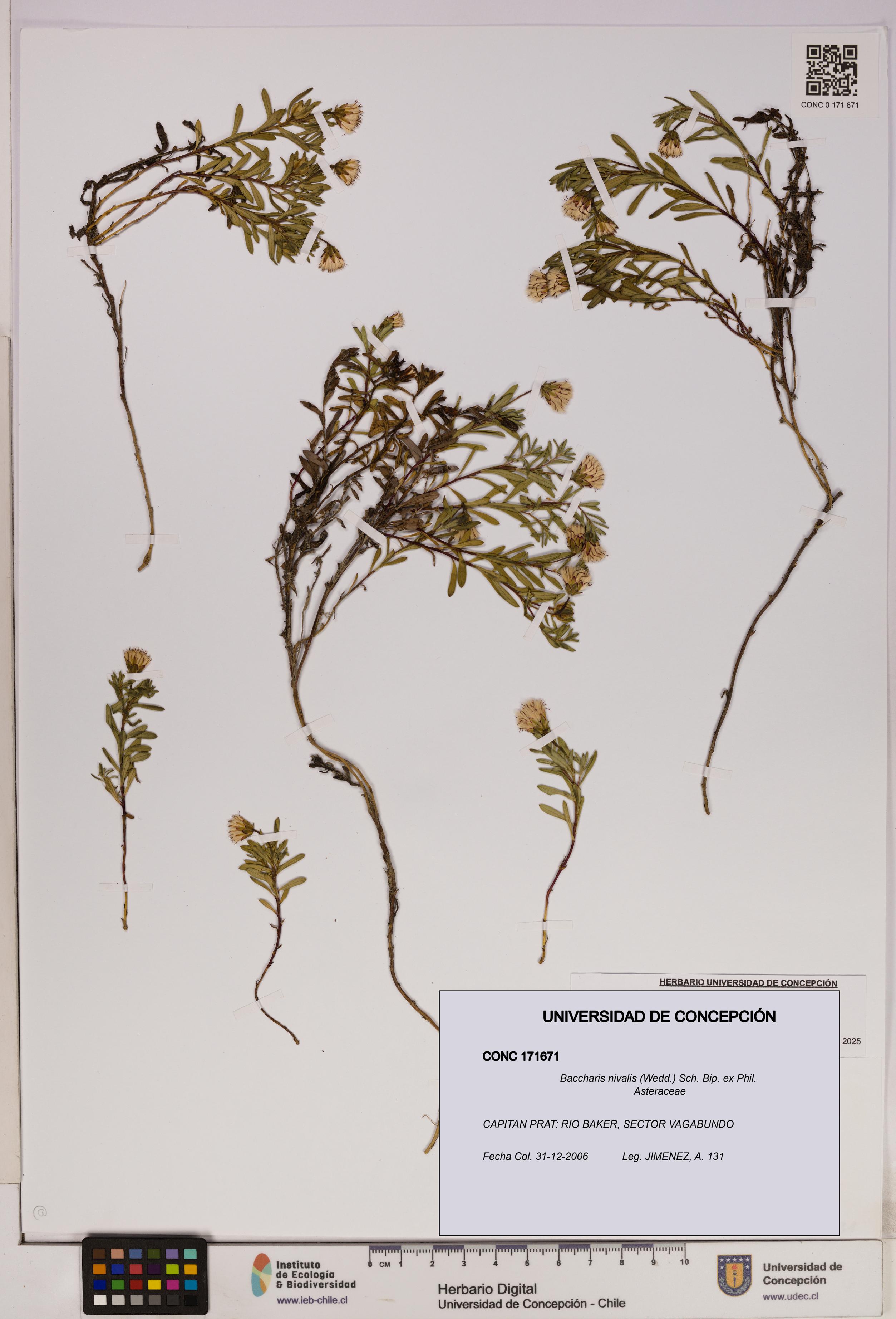 Baccharis nivalis [Espécimen: UDEC:CONC:0171671]