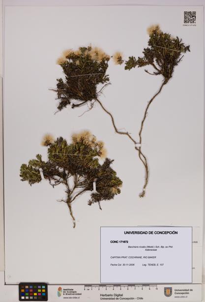 Baccharis nivalis [Espécimen: UDEC:CONC:0171672]