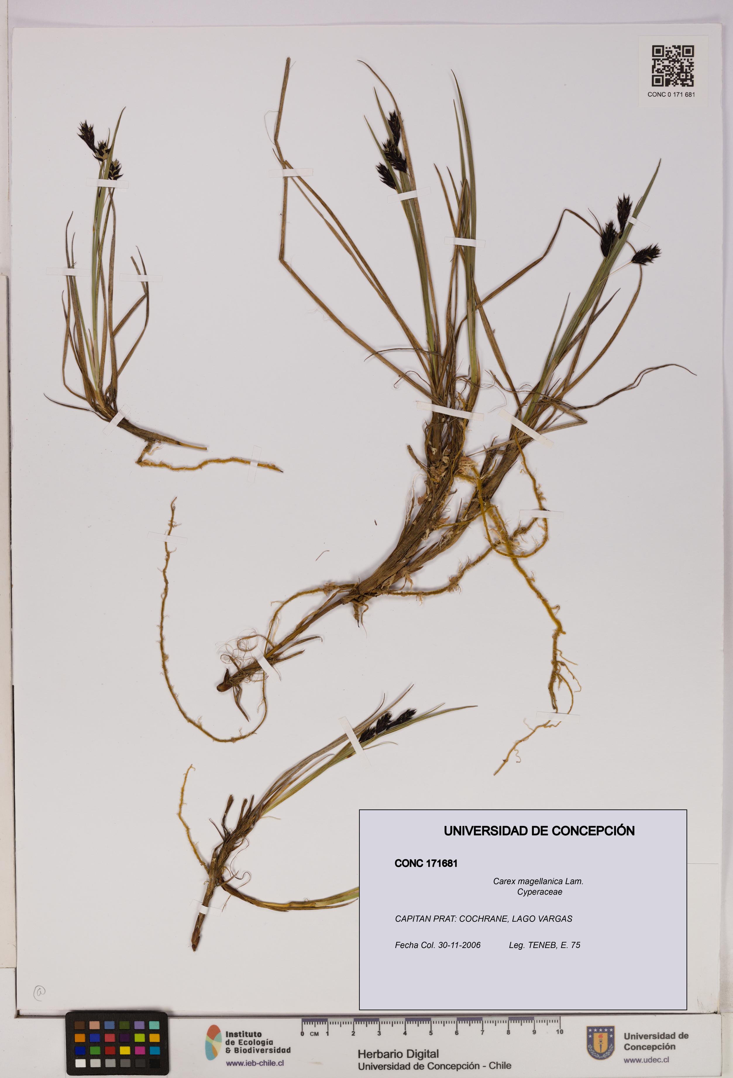 Carex magellanica [Espécimen: UDEC:CONC:0171681]