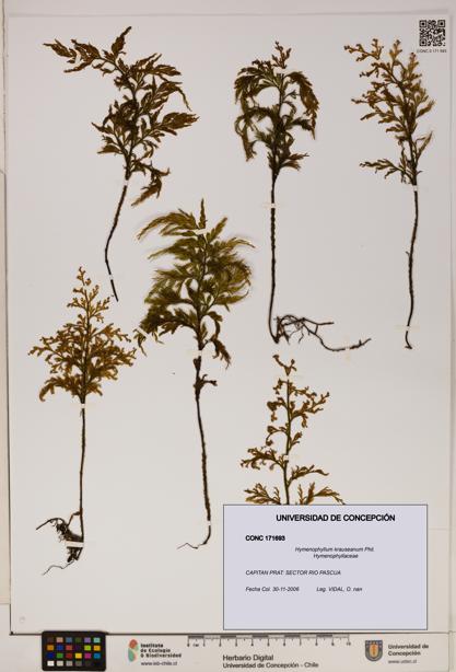 Hymenophyllum krauseanum [Espécimen: ]