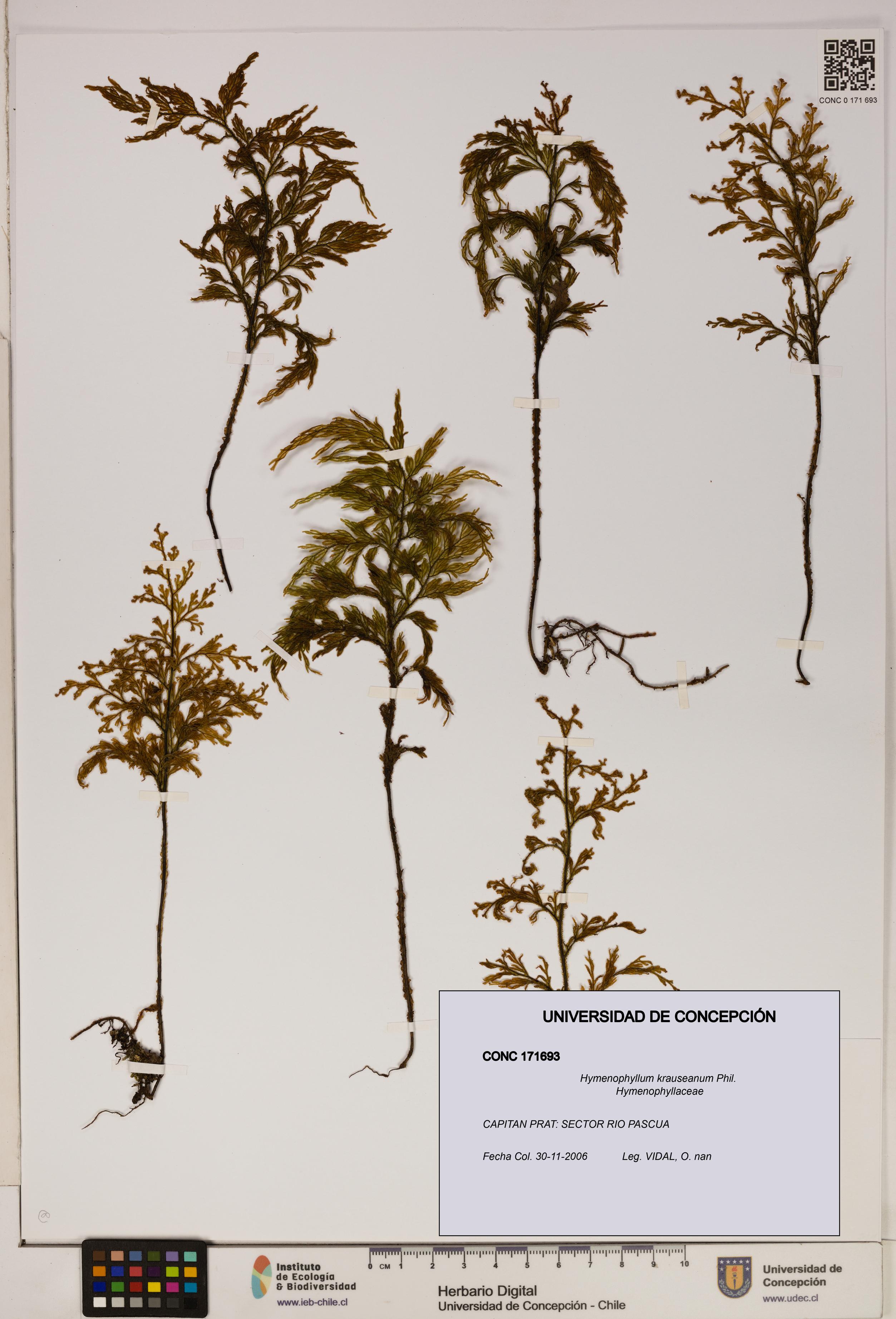 Hymenophyllum krauseanum [Espécimen: ]