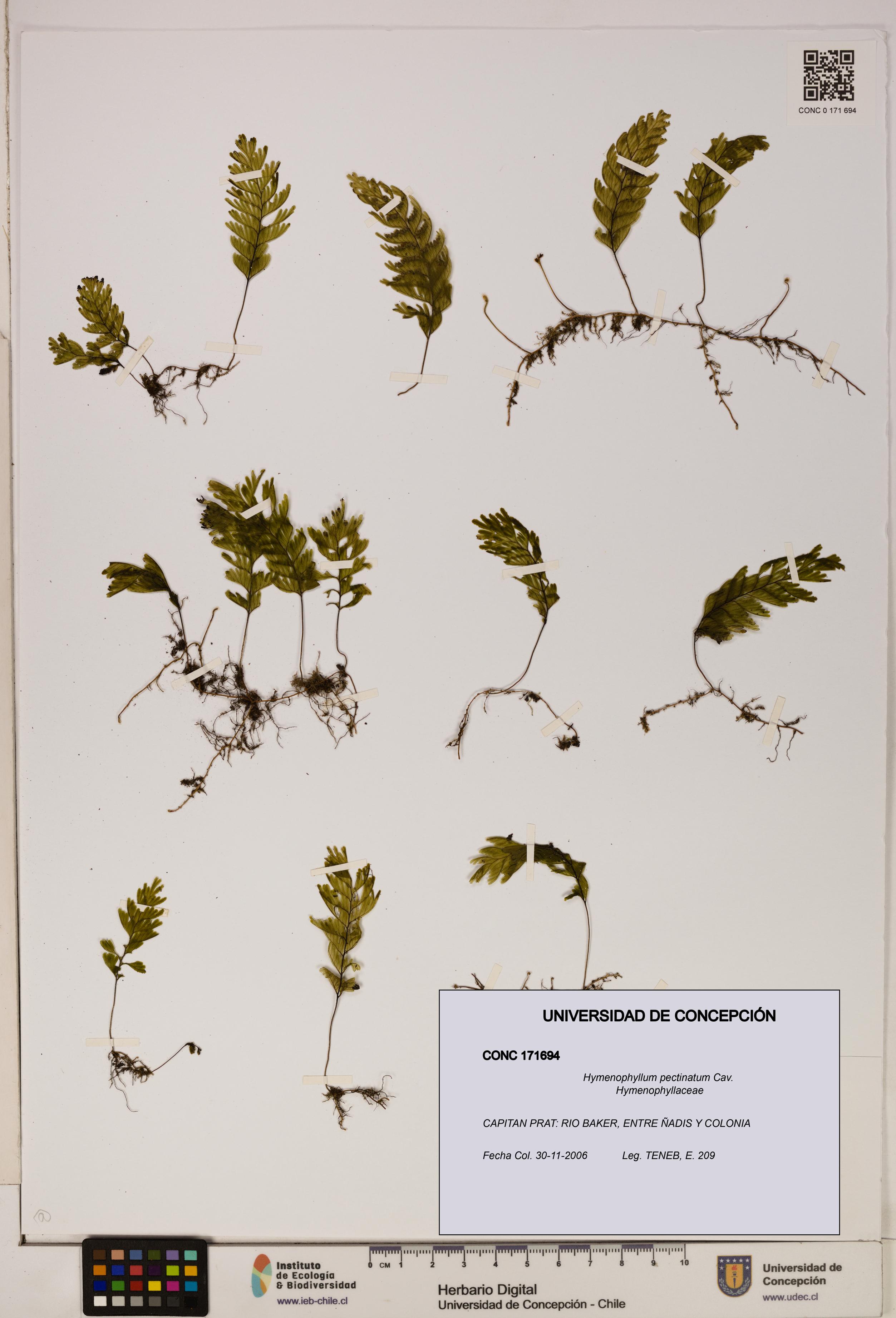 Hymenophyllum pectinatum [Espécimen: ]