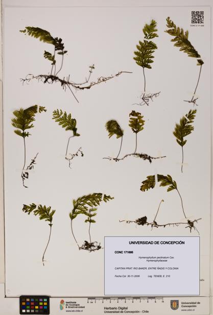 Hymenophyllum pectinatum [Espécimen: ]