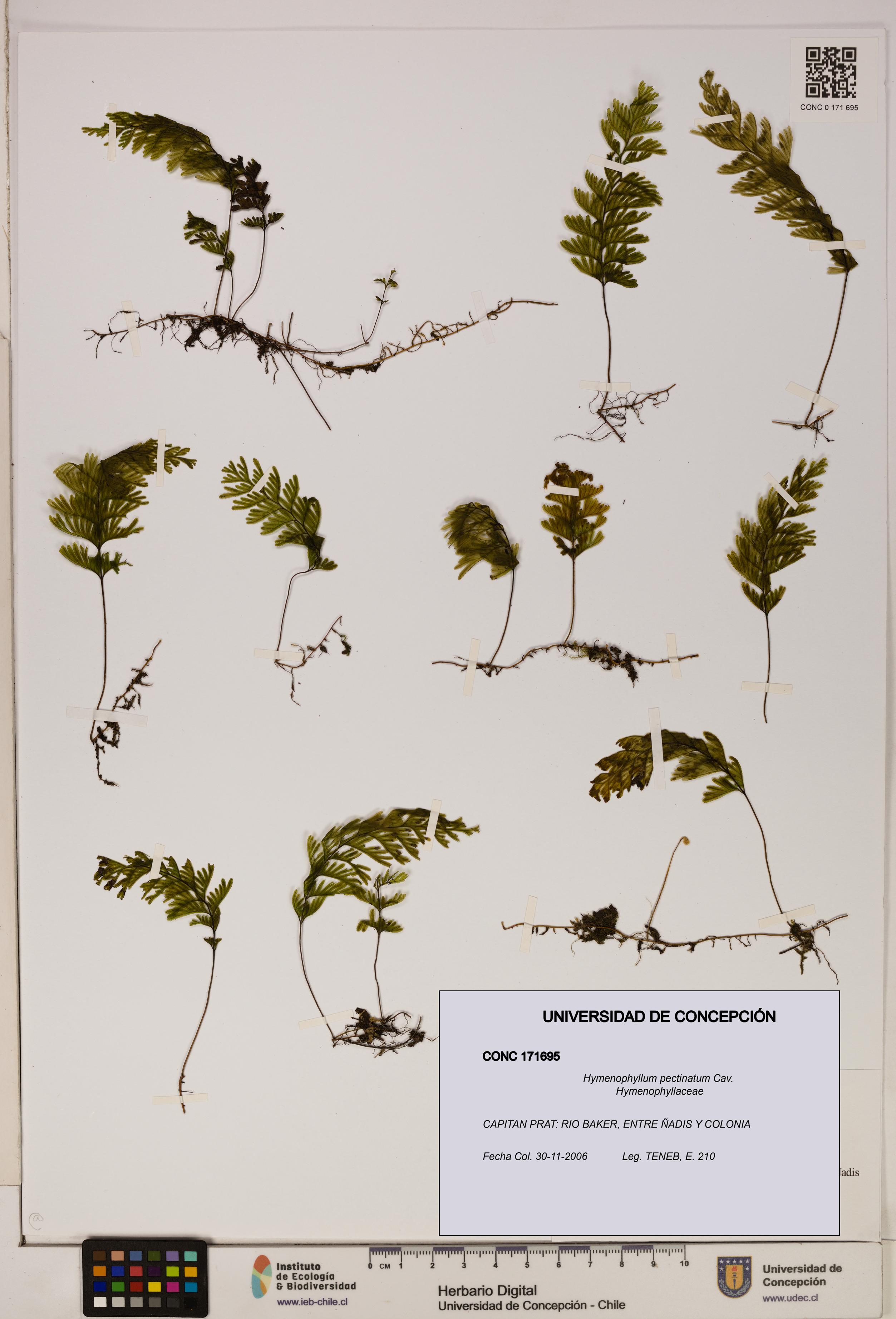 Hymenophyllum pectinatum [Espécimen: ]