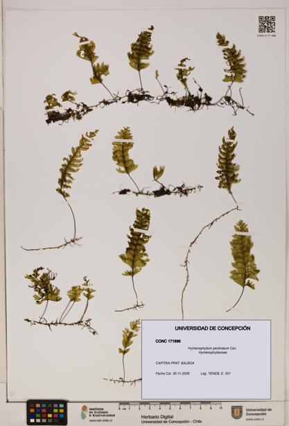 Hymenophyllum pectinatum [Espécimen: ]