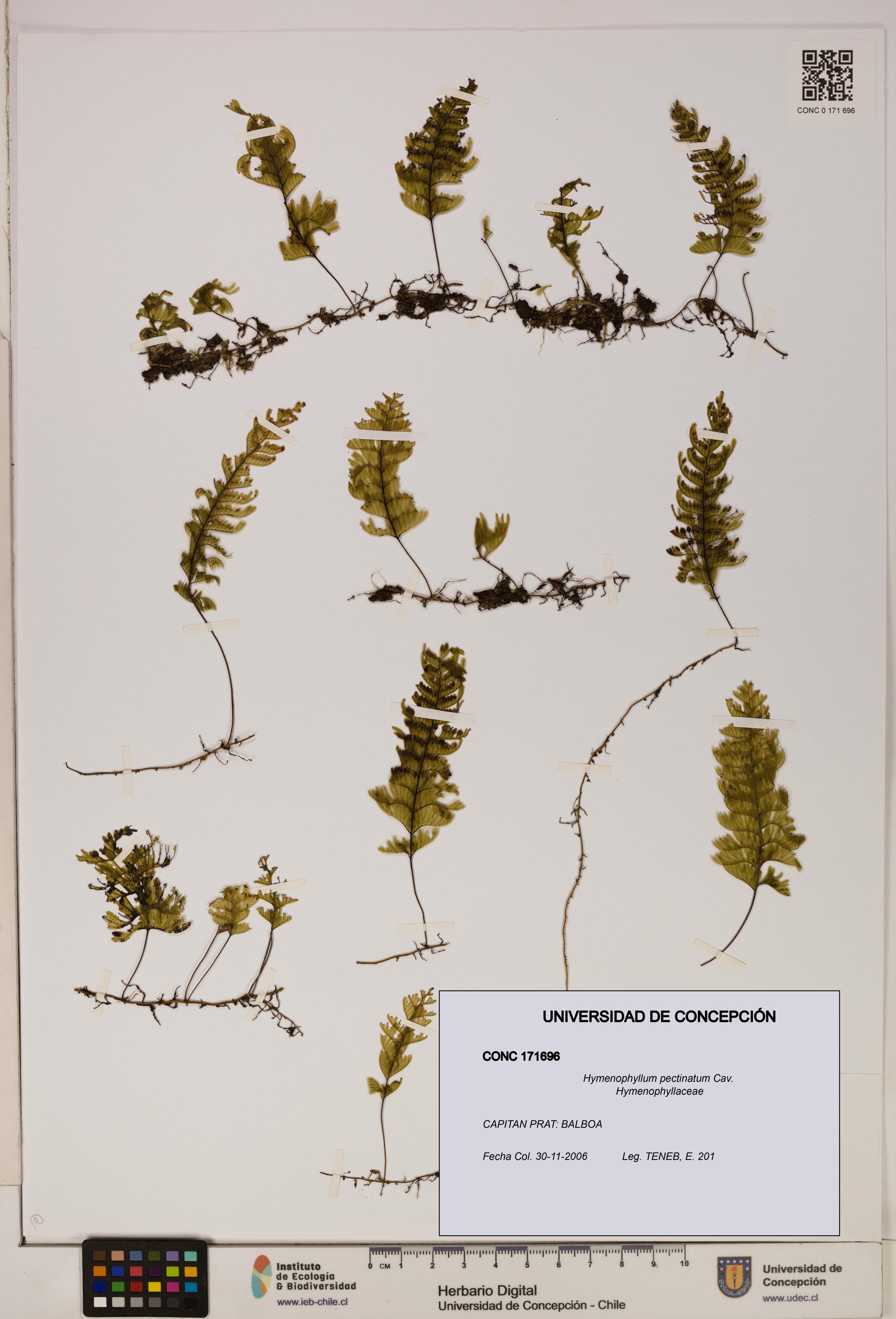 Hymenophyllum pectinatum [Espécimen: ]