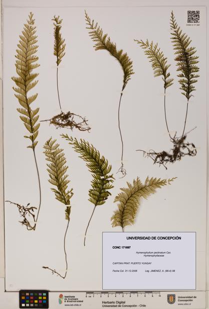 Hymenophyllum pectinatum [Espécimen: ]