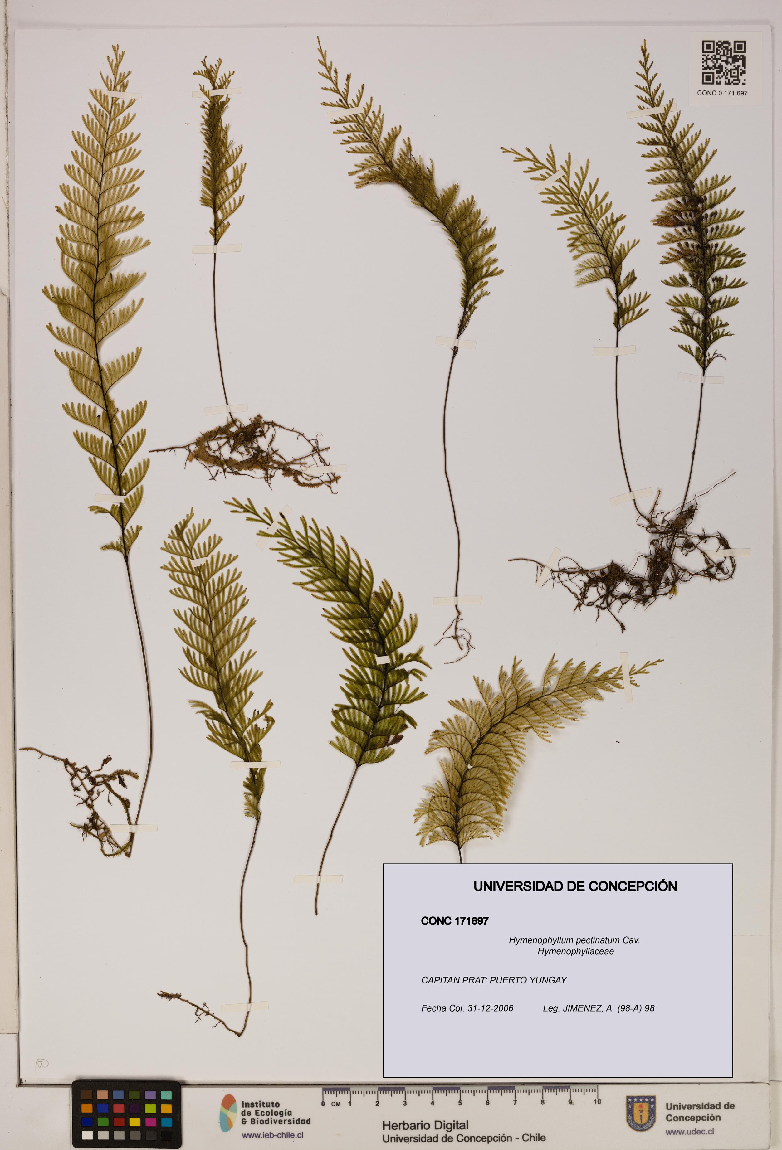 Hymenophyllum pectinatum [Espécimen: ]