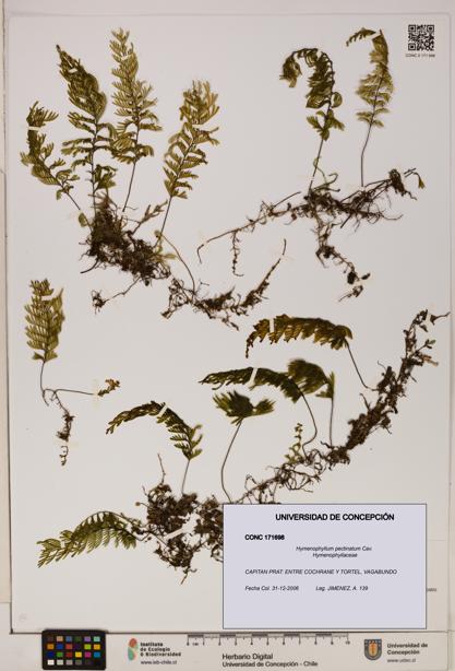Hymenophyllum pectinatum [Espécimen: ]