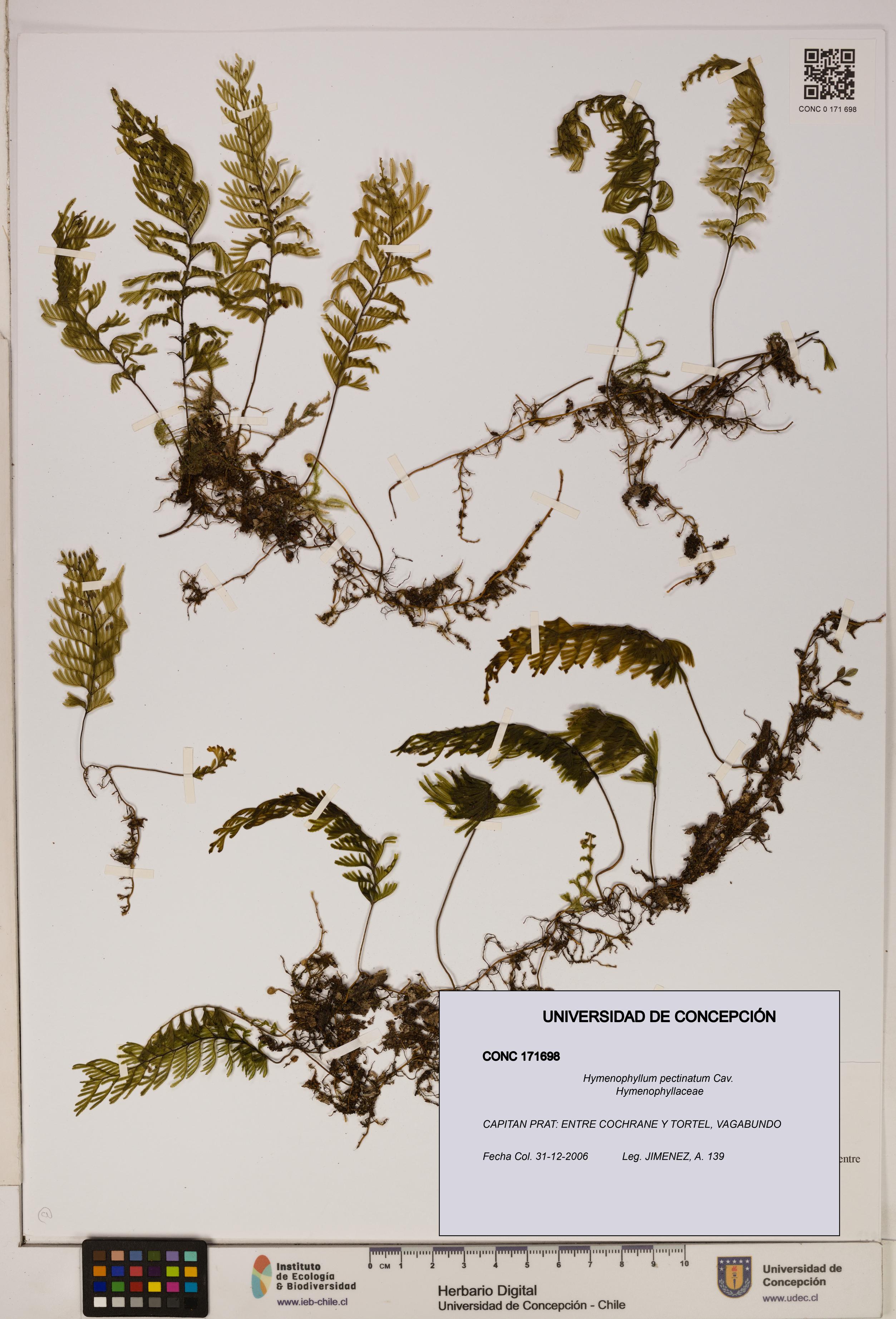 Hymenophyllum pectinatum [Espécimen: ]