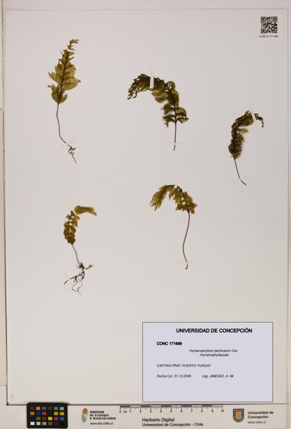 Hymenophyllum pectinatum [Espécimen: ]