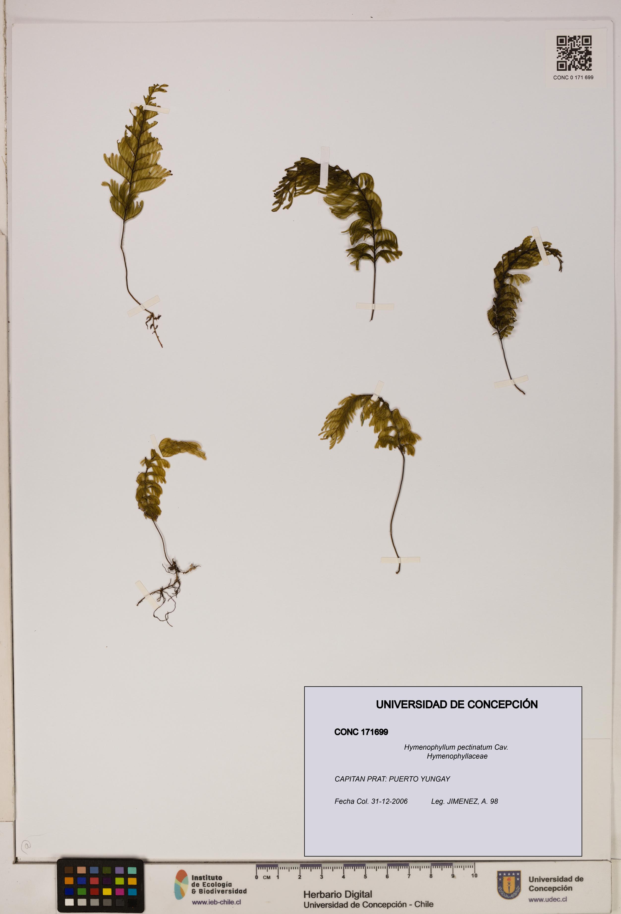 Hymenophyllum pectinatum [Espécimen: ]