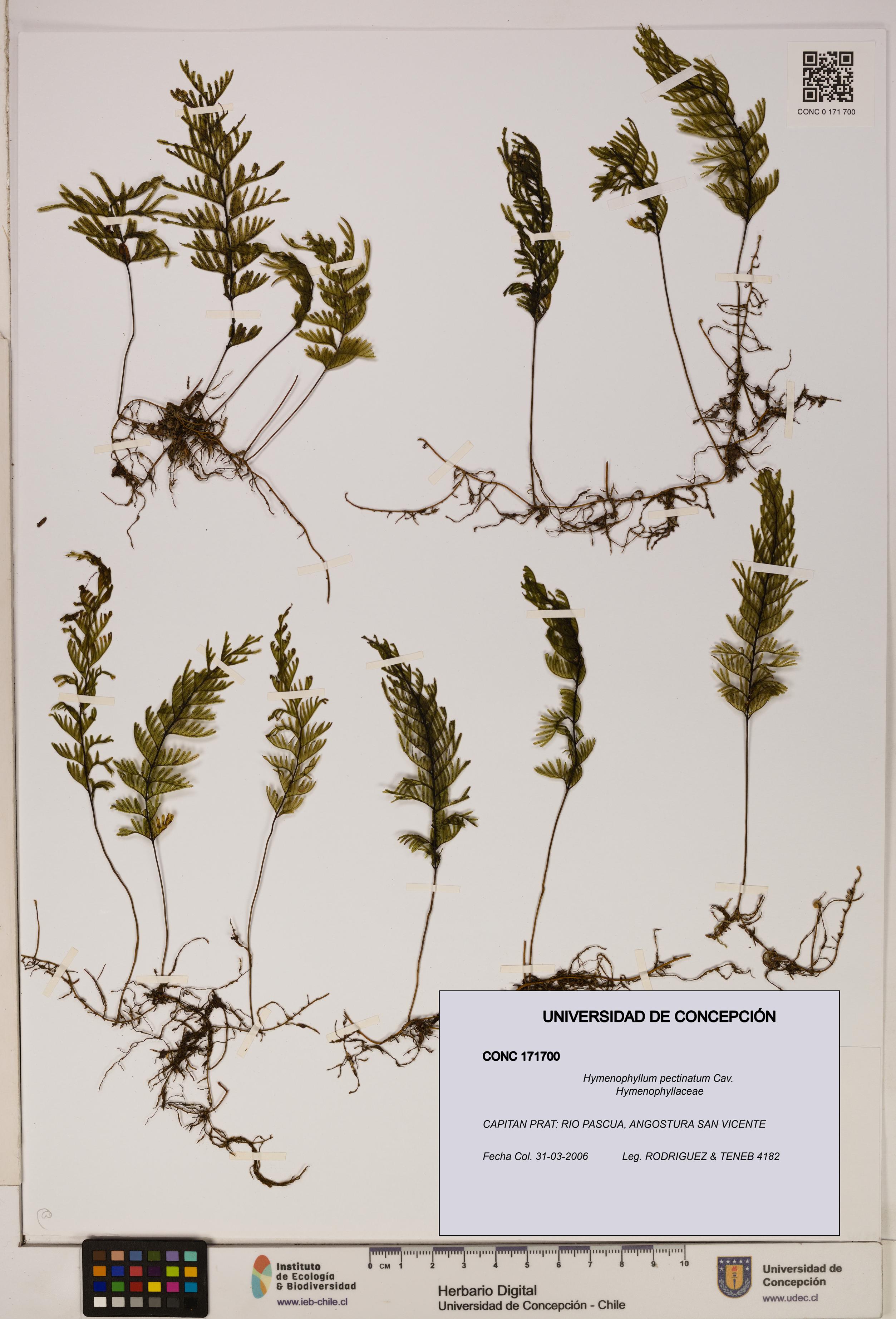 Hymenophyllum pectinatum [Espécimen: ]