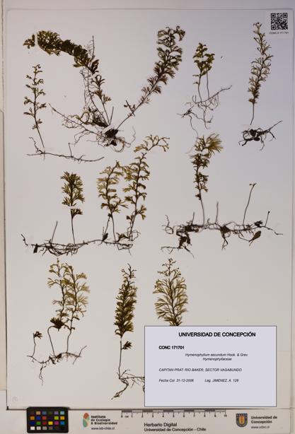 Hymenophyllum secundum [Espécimen: ]