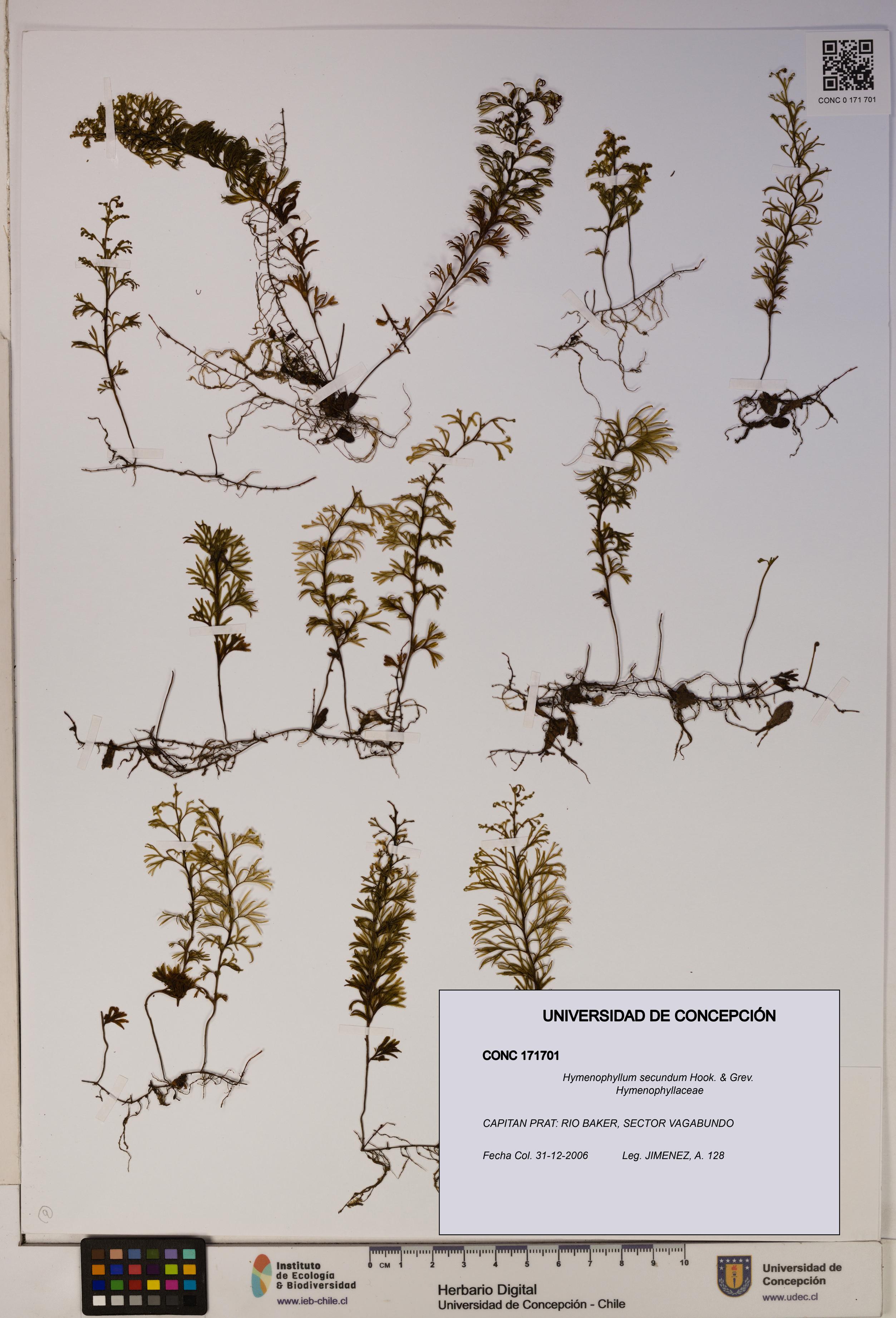 Hymenophyllum secundum [Espécimen: ]
