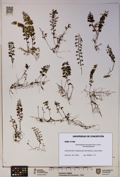 Hymenophyllum secundum [Espécimen: ]