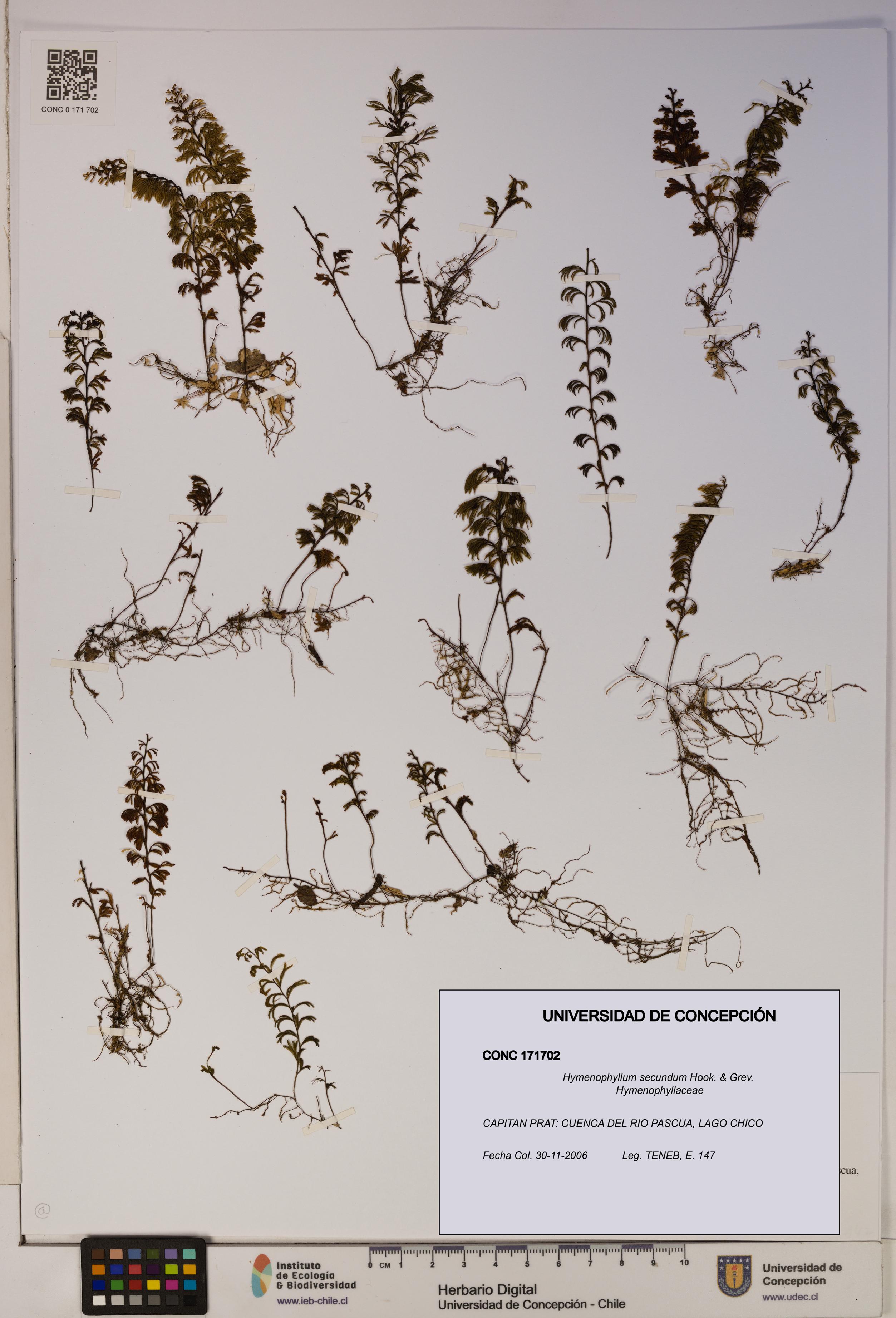 Hymenophyllum secundum [Espécimen: ]