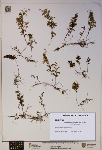Hymenophyllum secundum [Espécimen: ]