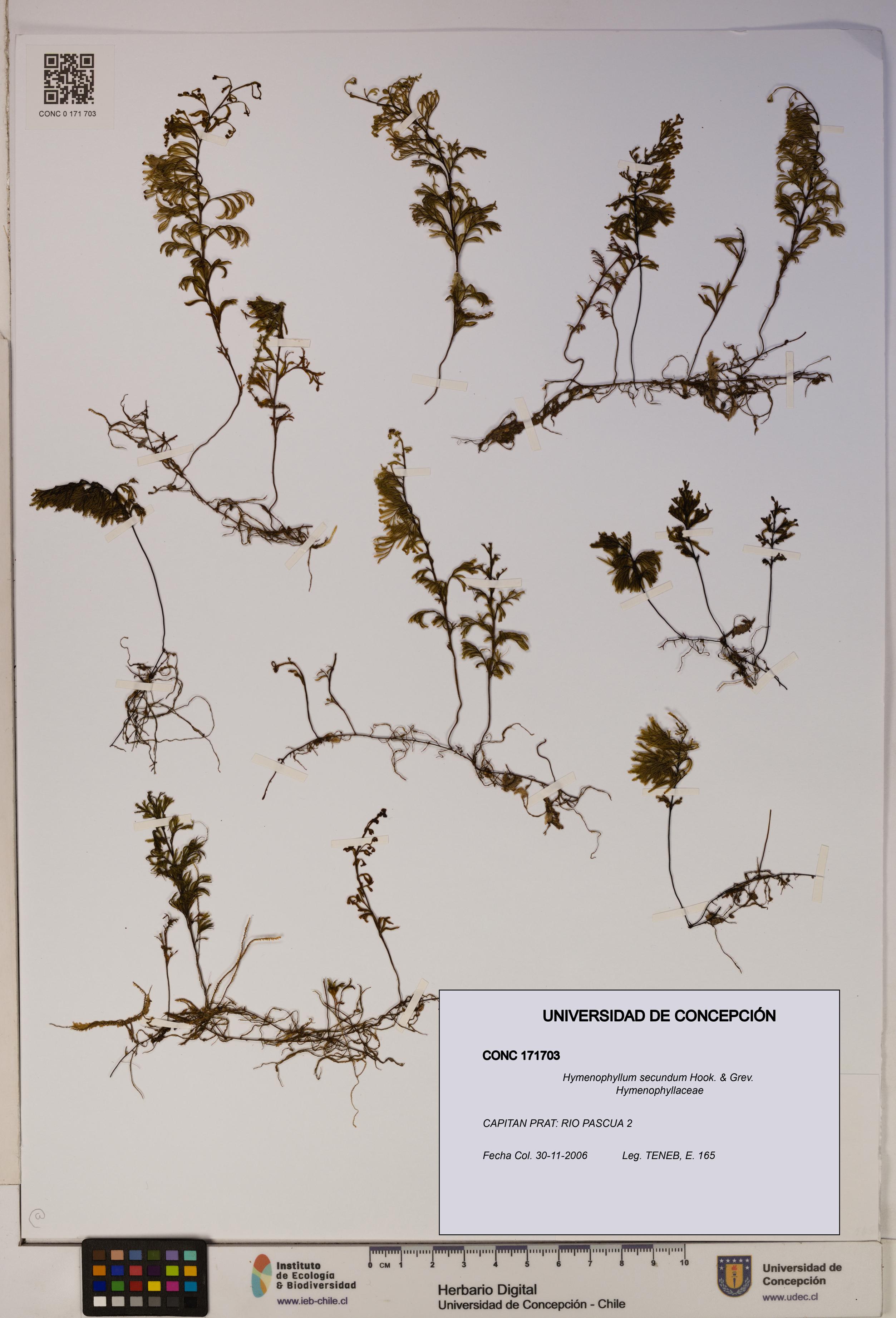Hymenophyllum secundum [Espécimen: ]