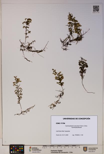 Hymenophyllum secundum [Espécimen: ]