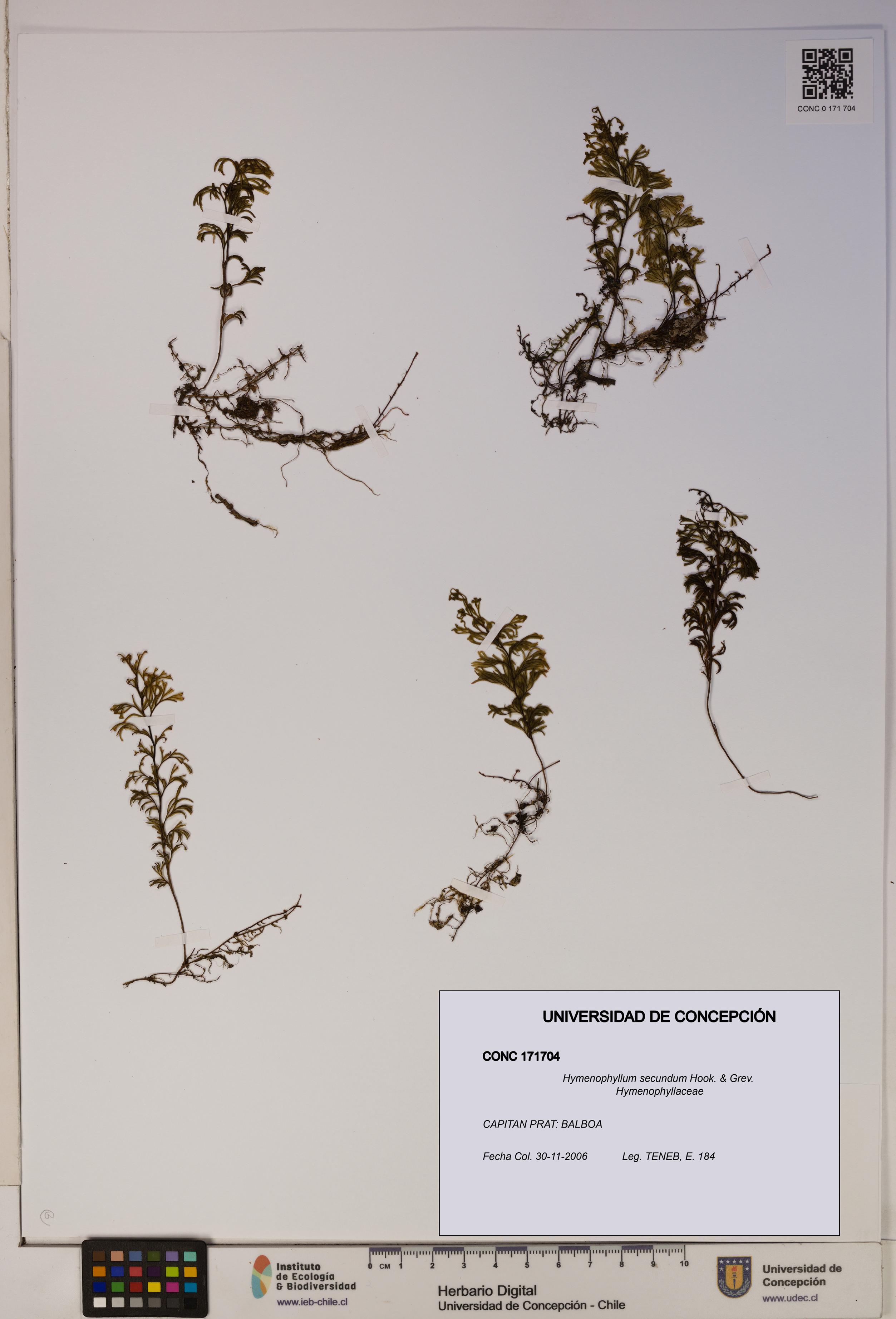 Hymenophyllum secundum [Espécimen: ]