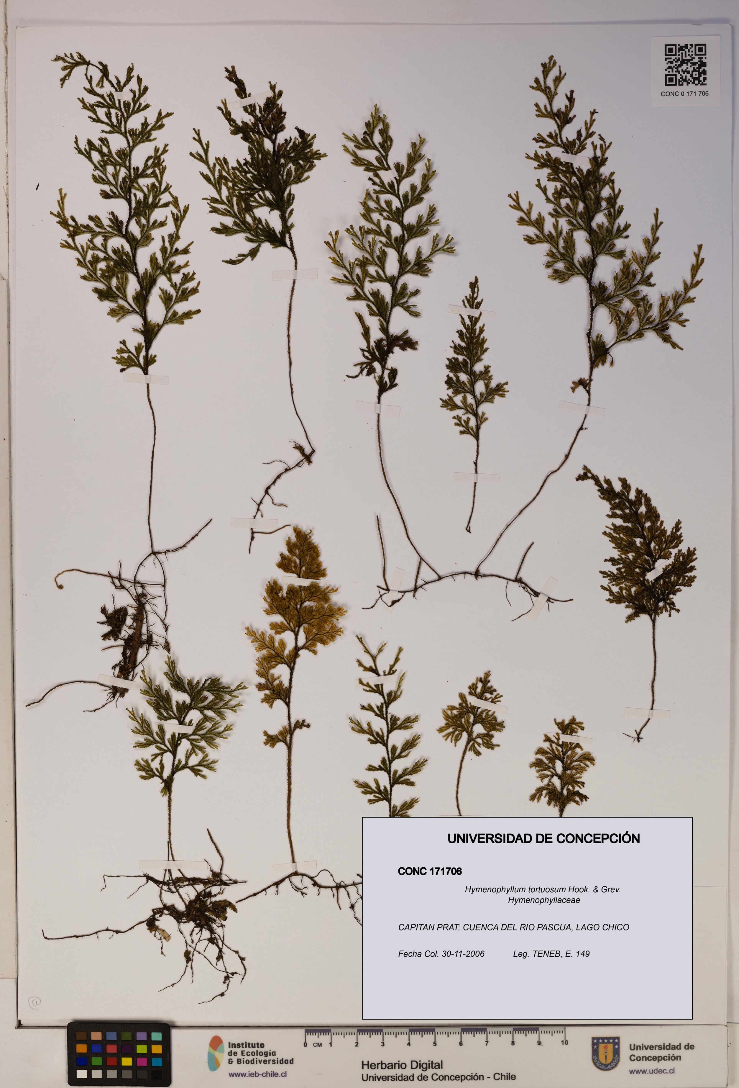 Hymenophyllum tortuosum [Espécimen: ]