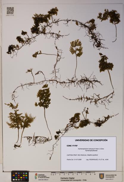 Hymenophyllum tortuosum [Espécimen: ]