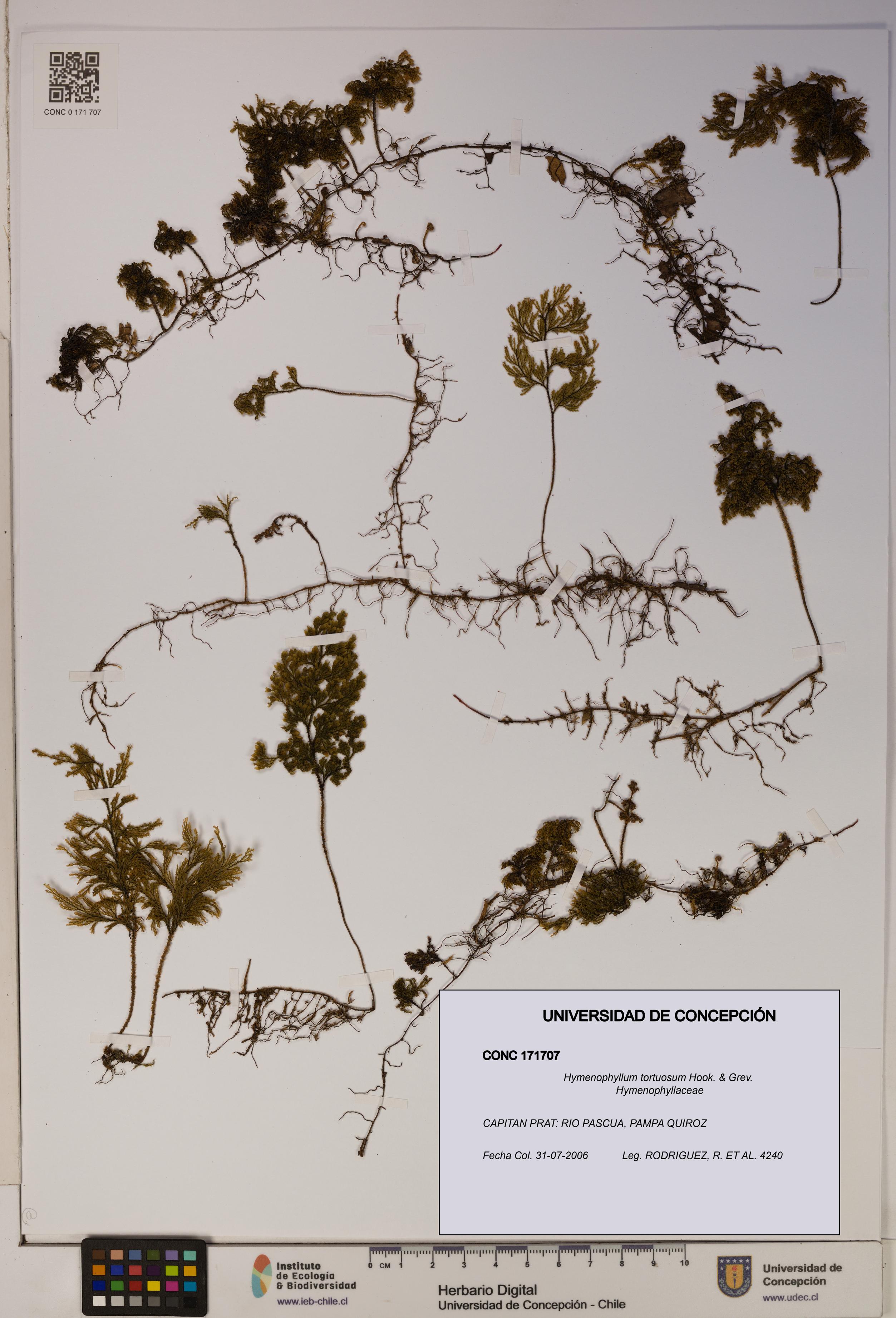 Hymenophyllum tortuosum [Espécimen: ]