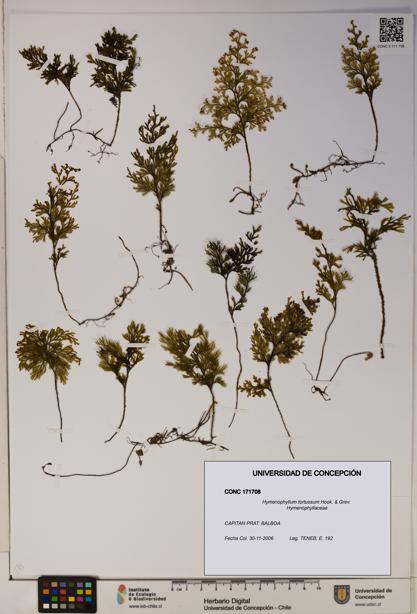 Hymenophyllum tortuosum [Espécimen: ]