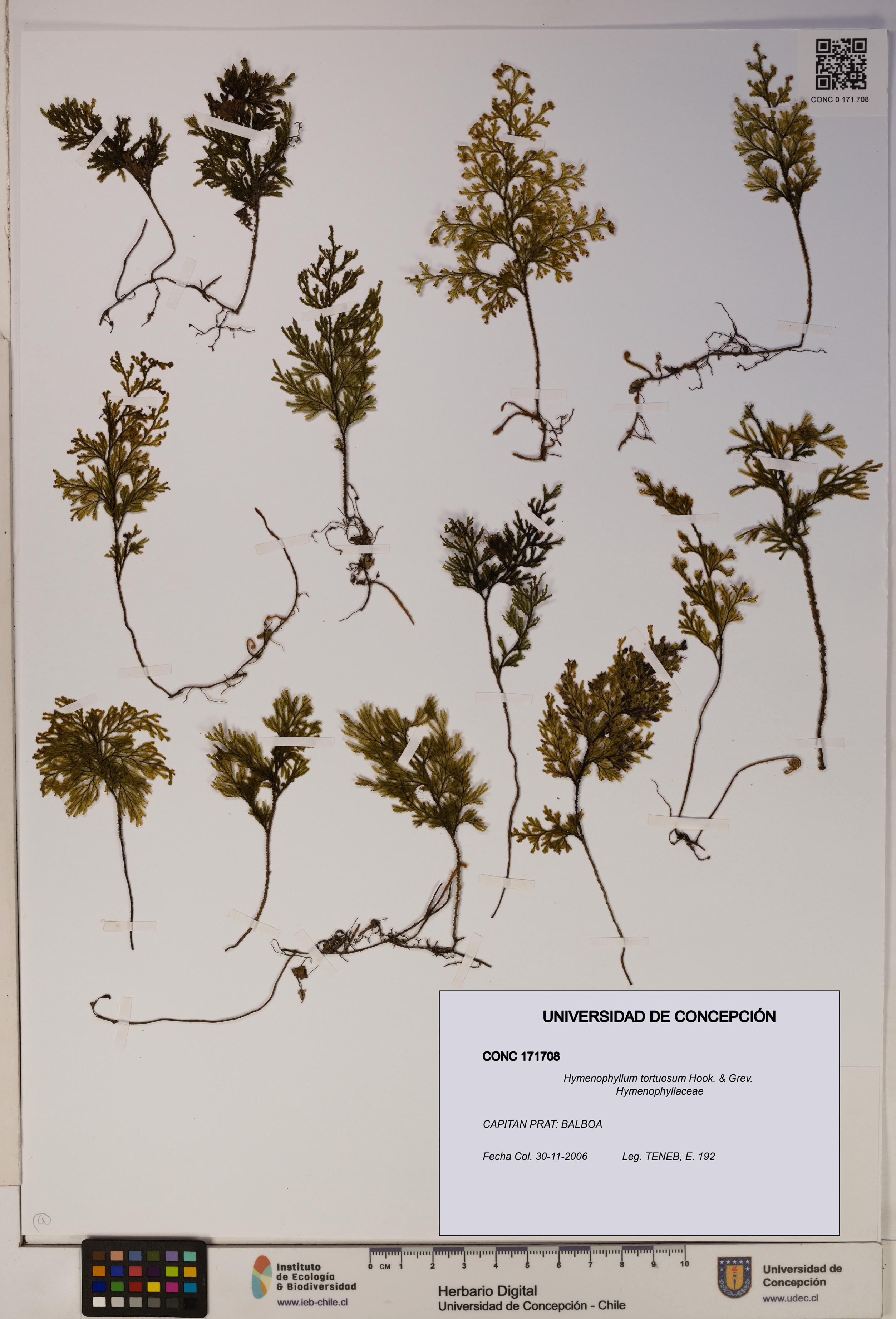 Hymenophyllum tortuosum [Espécimen: ]