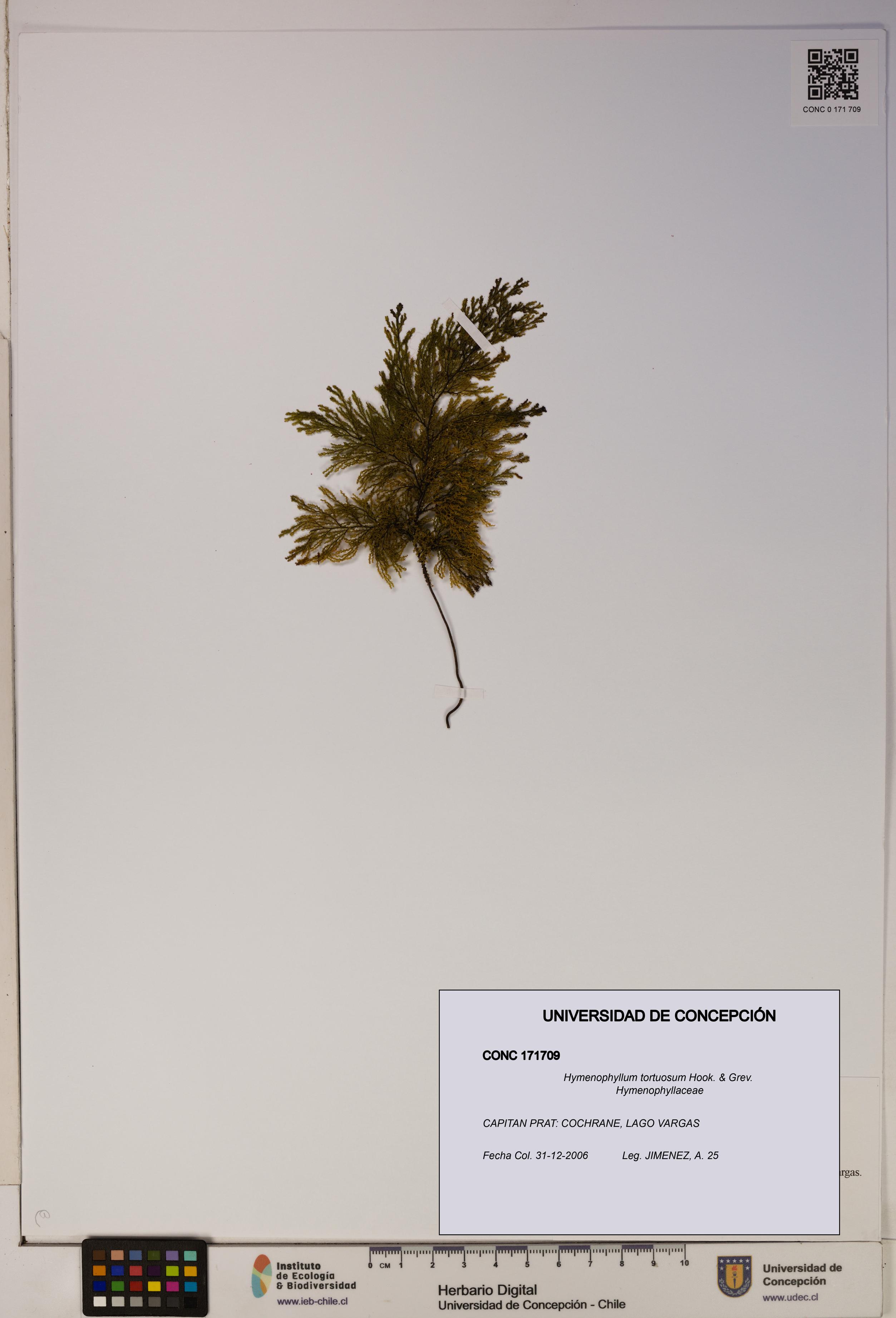 Hymenophyllum tortuosum [Espécimen: ]