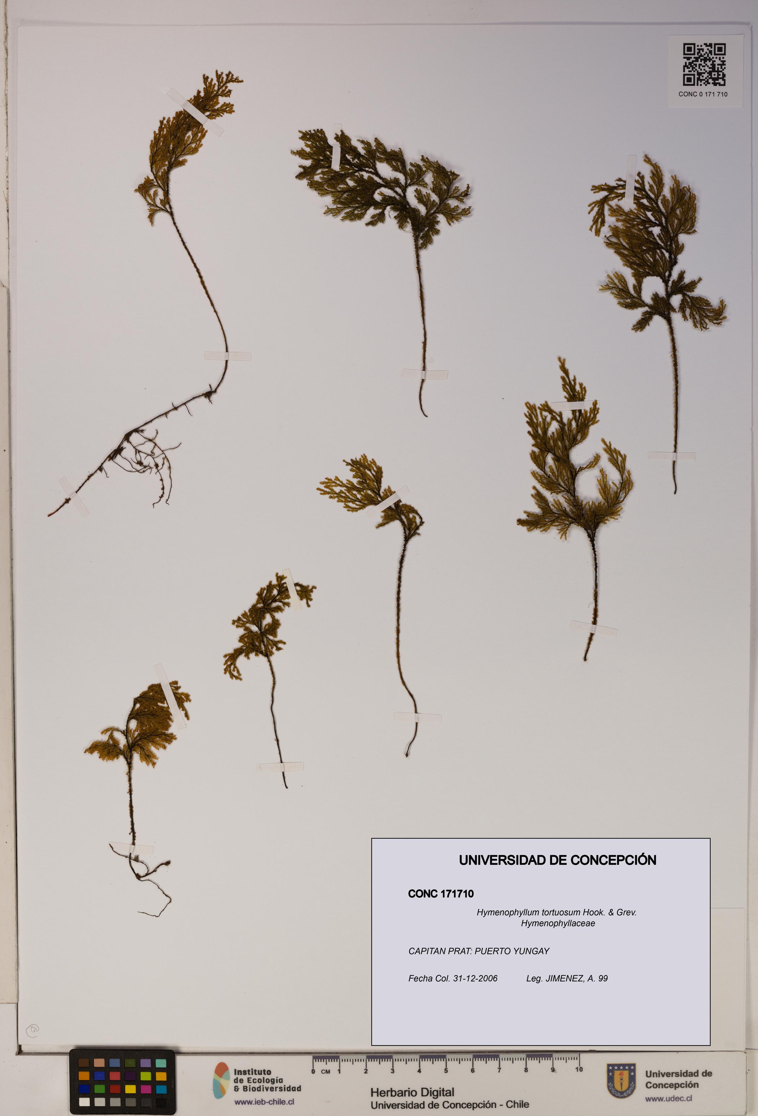 Hymenophyllum tortuosum [Espécimen: ]