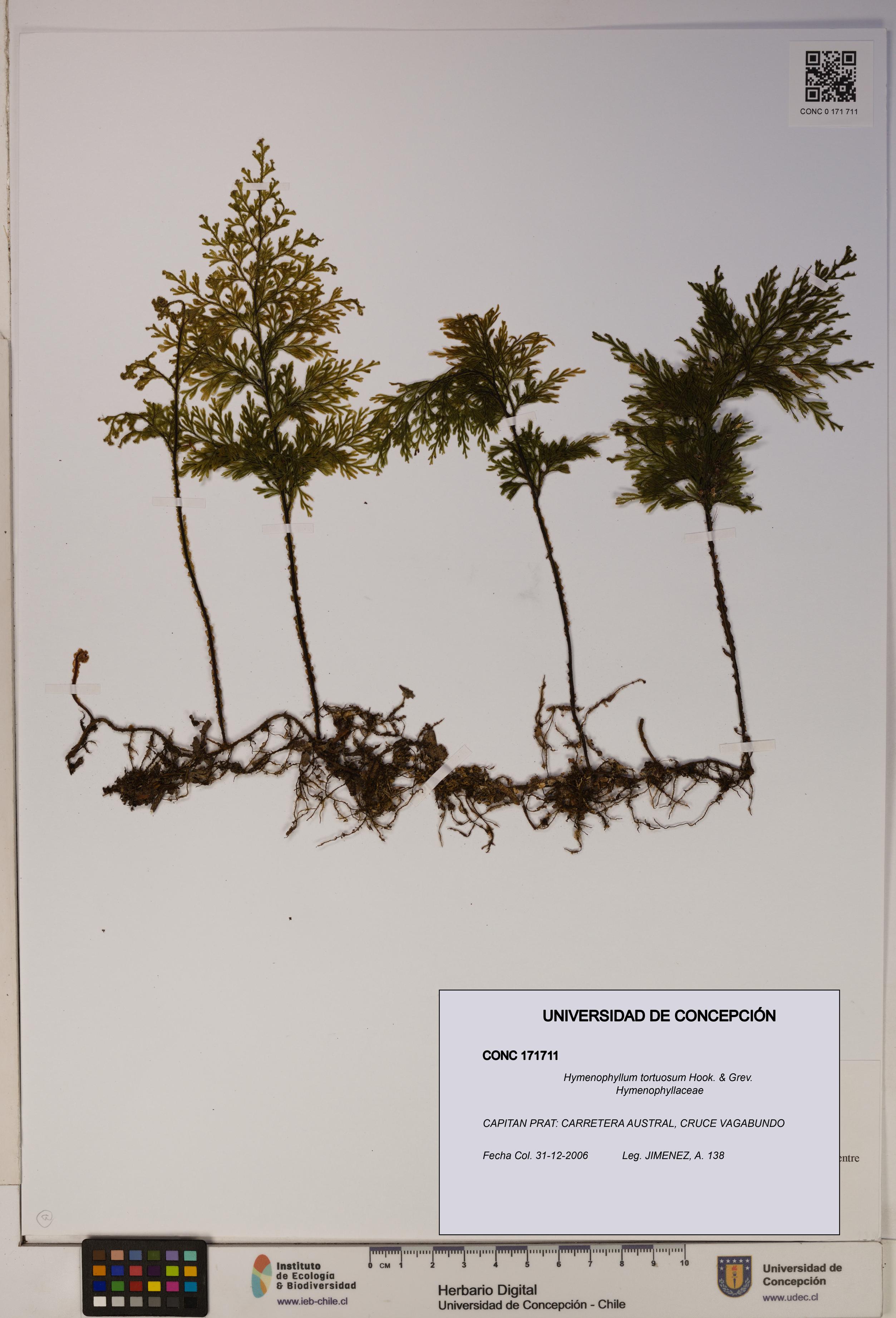 Hymenophyllum tortuosum [Espécimen: ]