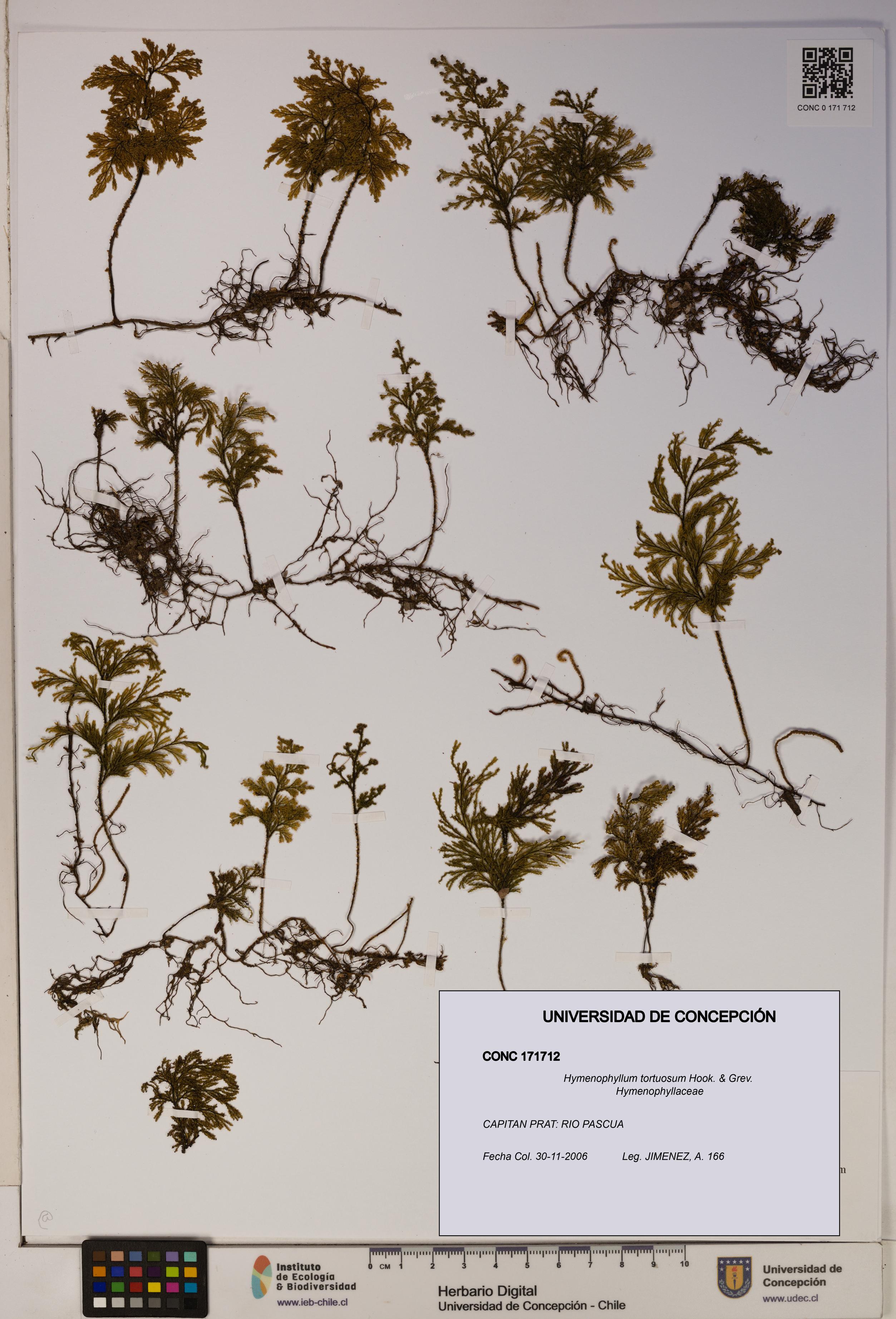 Hymenophyllum tortuosum [Espécimen: ]
