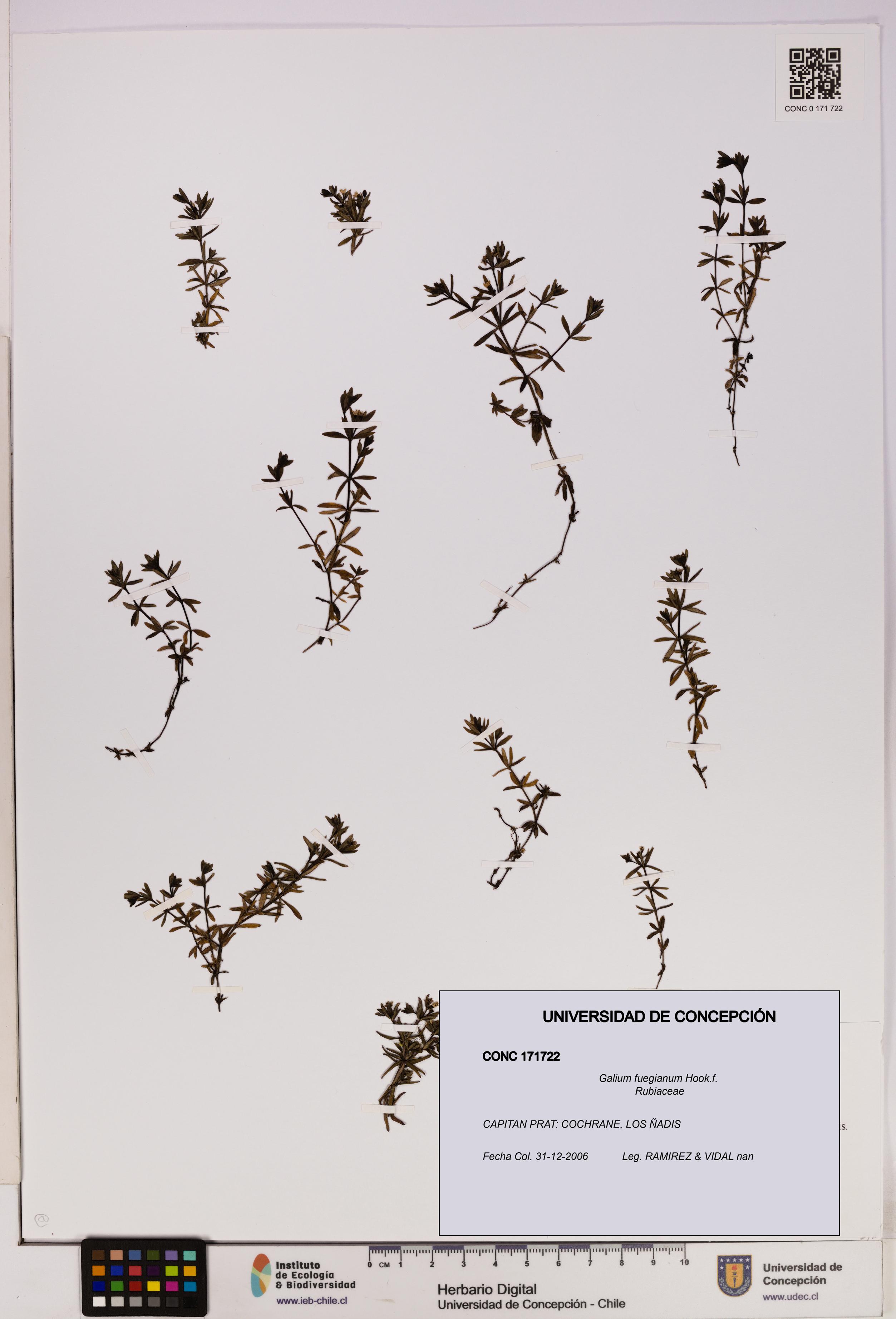 Galium fuegianum [Espécimen: UDEC:CONC:0171722]