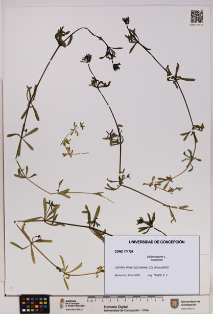 Galium aparine [Espécimen: UDEC:CONC:0171724]