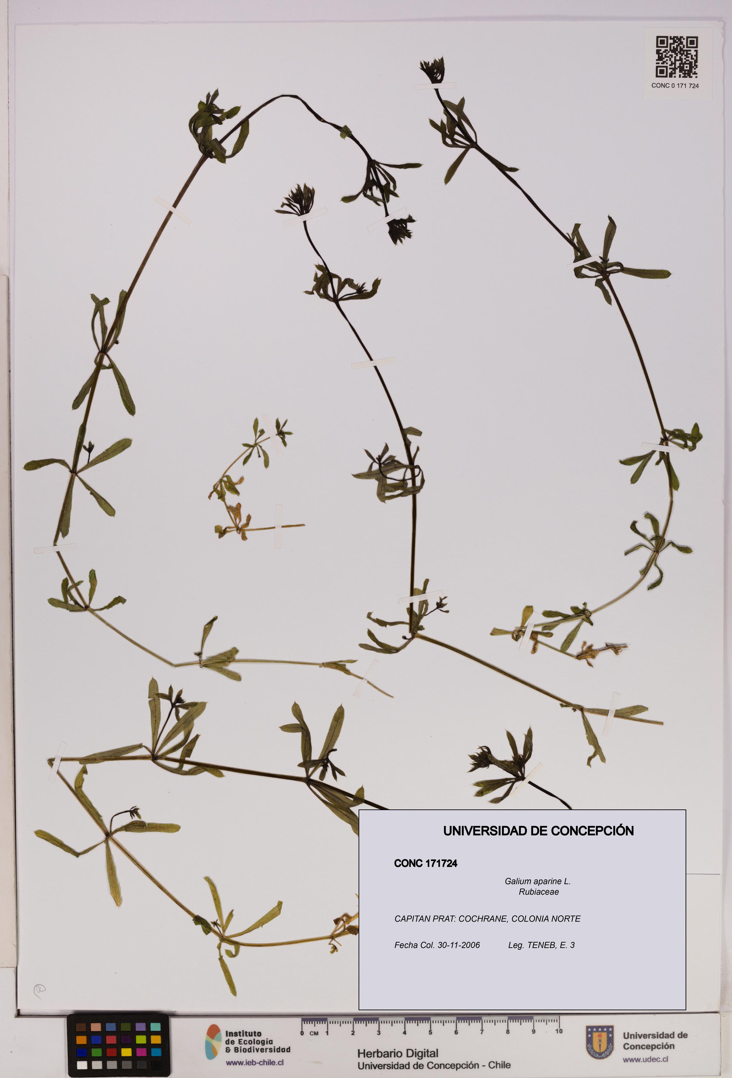 Galium aparine [Espécimen: UDEC:CONC:0171724]