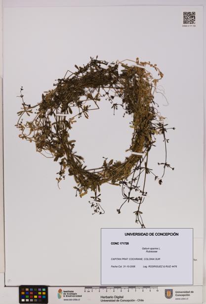 Galium aparine [Espécimen: UDEC:CONC:0171725]