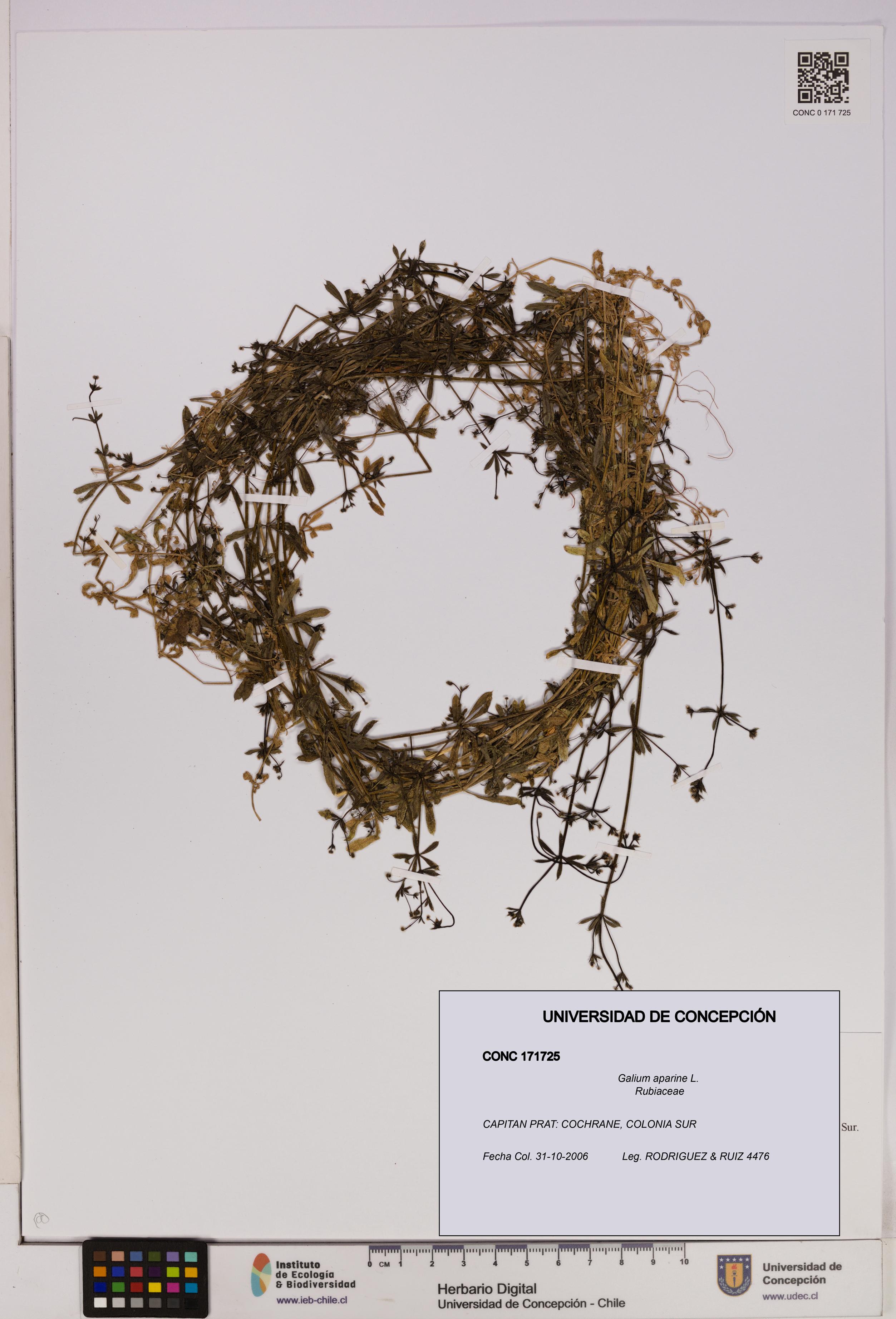 Galium aparine [Espécimen: UDEC:CONC:0171725]