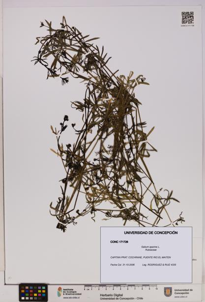 Galium aparine [Espécimen: UDEC:CONC:0171726]