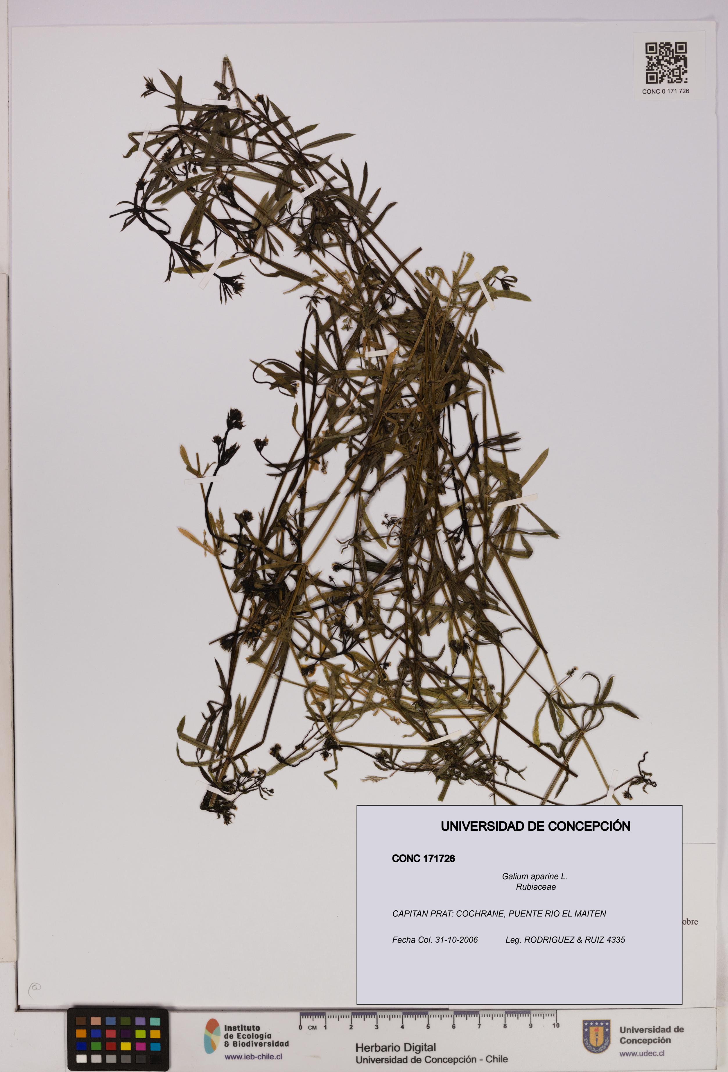 Galium aparine [Espécimen: UDEC:CONC:0171726]