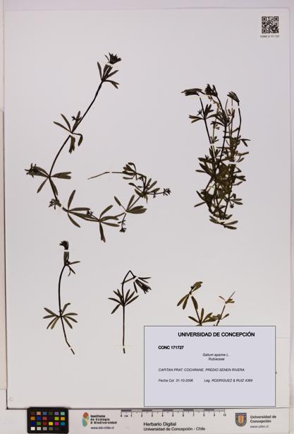 Galium aparine [Espécimen: UDEC:CONC:0171727]