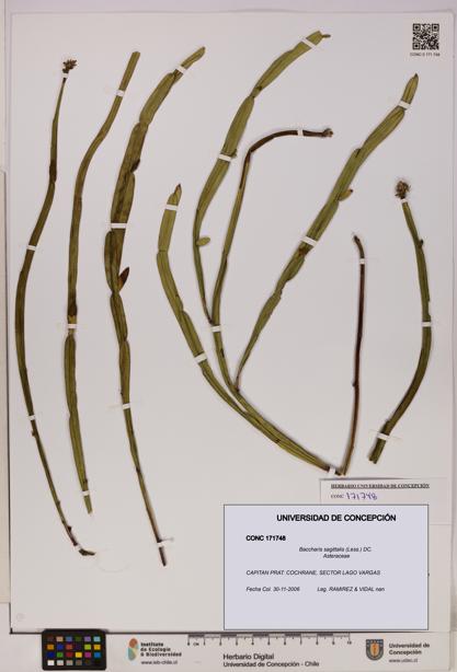Baccharis sagittalis [Espécimen: UDEC:CONC:0171748]