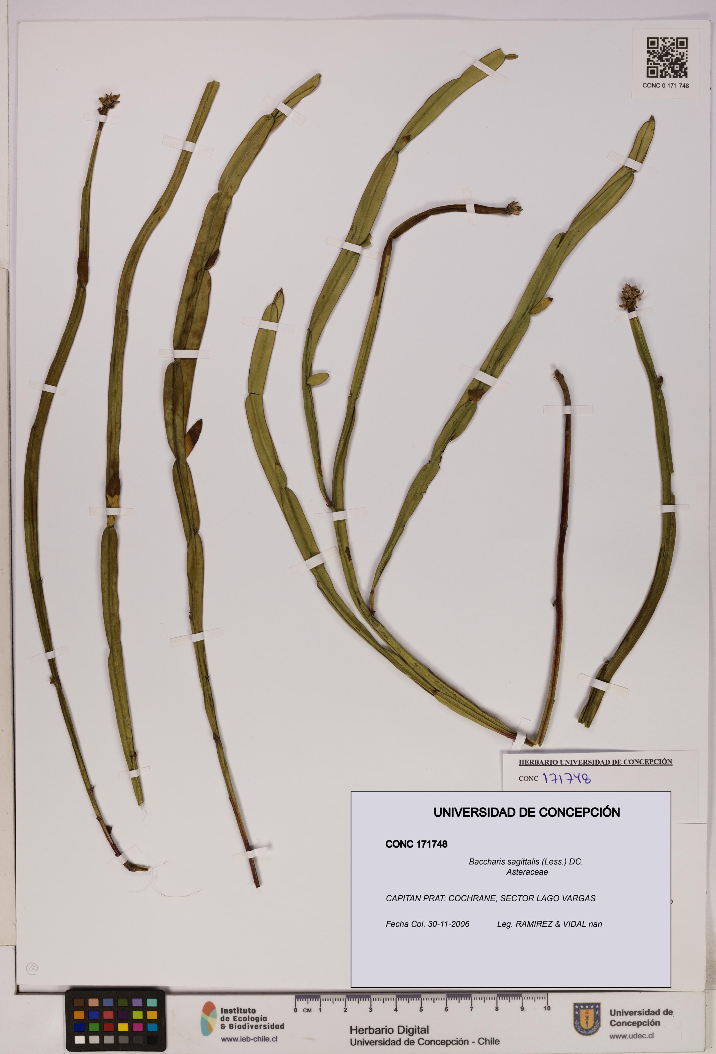 Baccharis sagittalis [Espécimen: UDEC:CONC:0171748]
