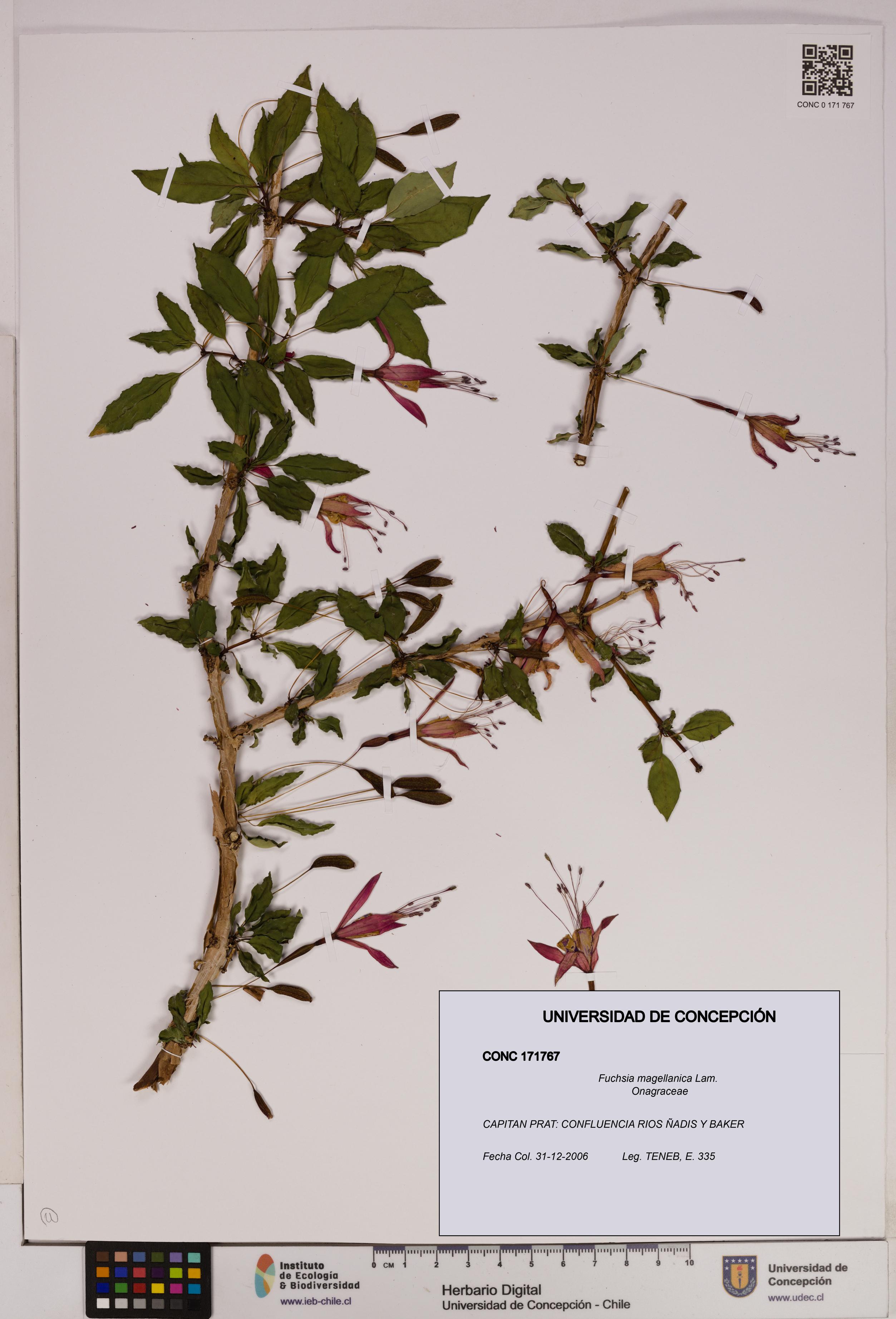 Fuchsia magellanica [Espécimen: UDEC:CONC:0171767]
