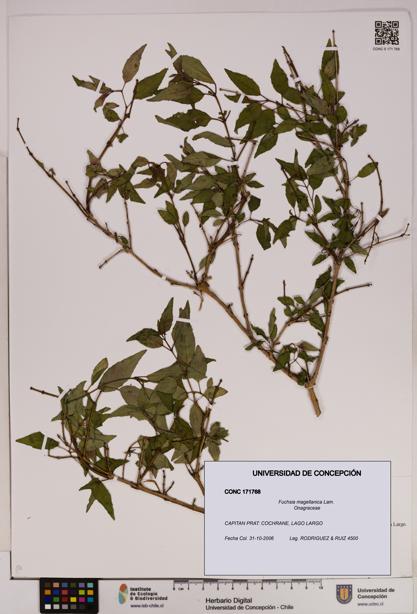 Fuchsia magellanica [Espécimen: UDEC:CONC:0171768]