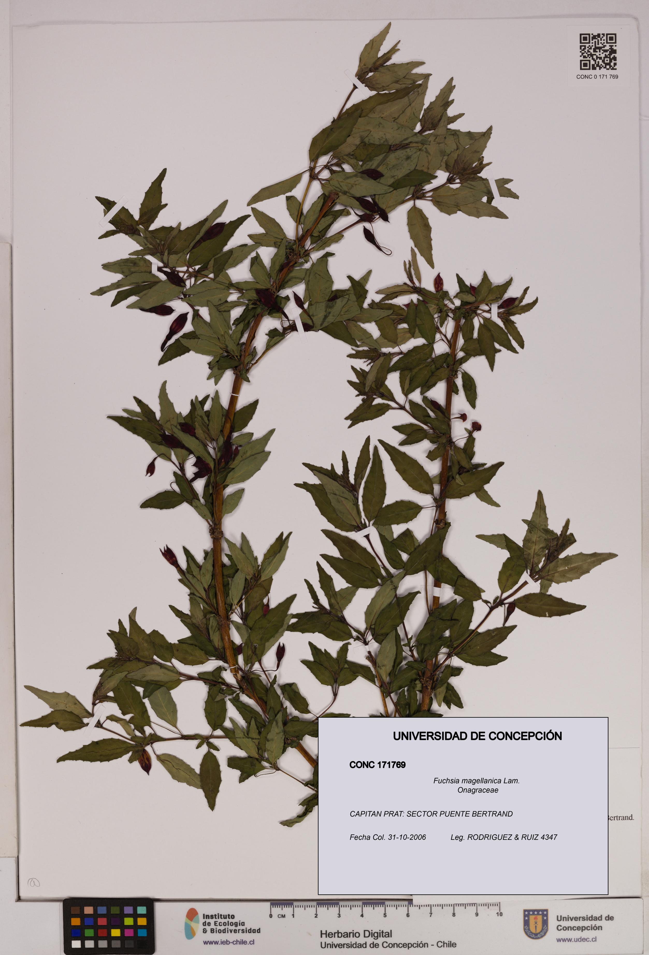 Fuchsia magellanica [Espécimen: UDEC:CONC:0171769]