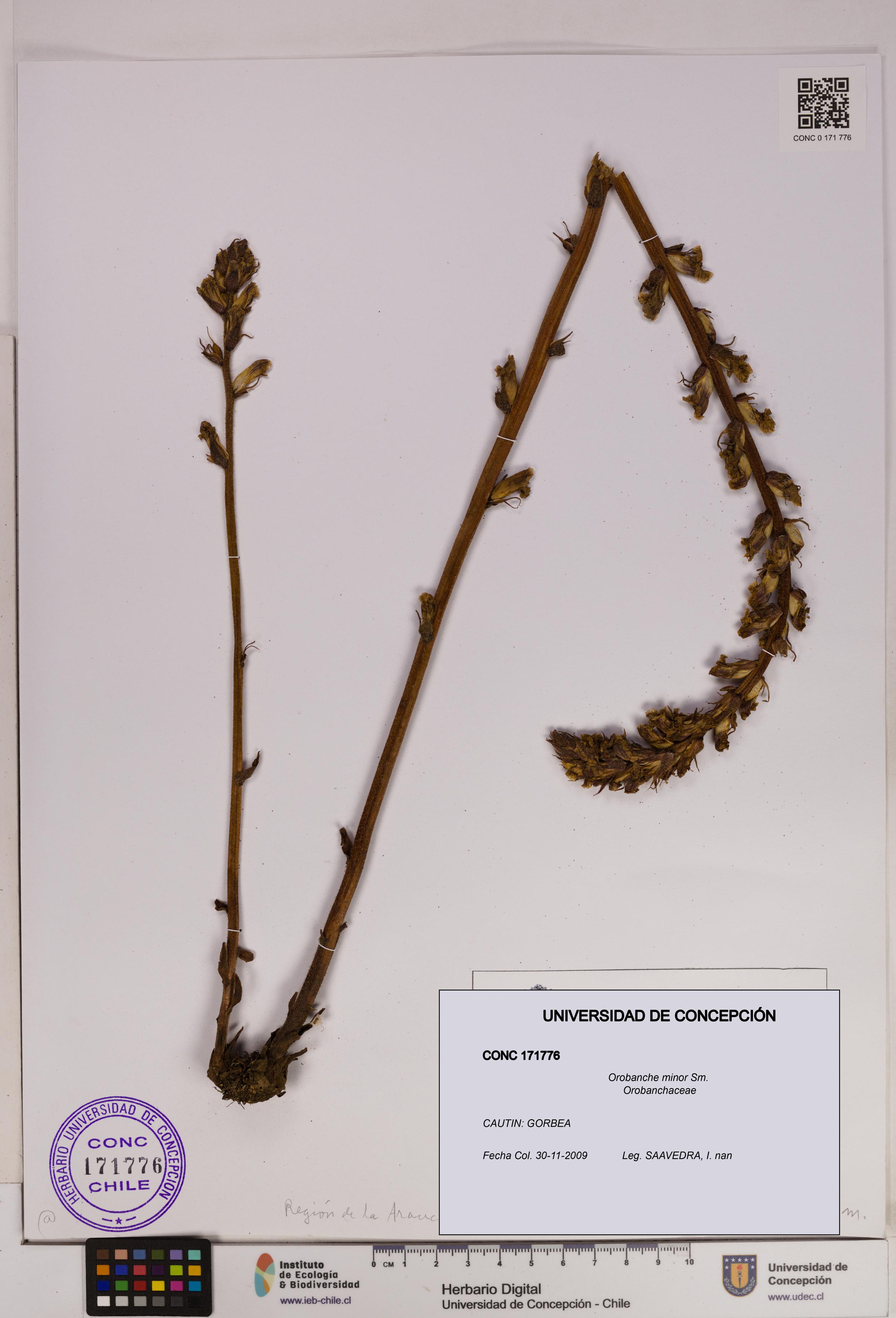 Orobanche minor [Espécimen: UDEC:CONC:0171776]