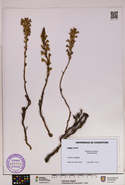 Orobanche ramosa [Espécimen: UDEC:CONC:0171777]