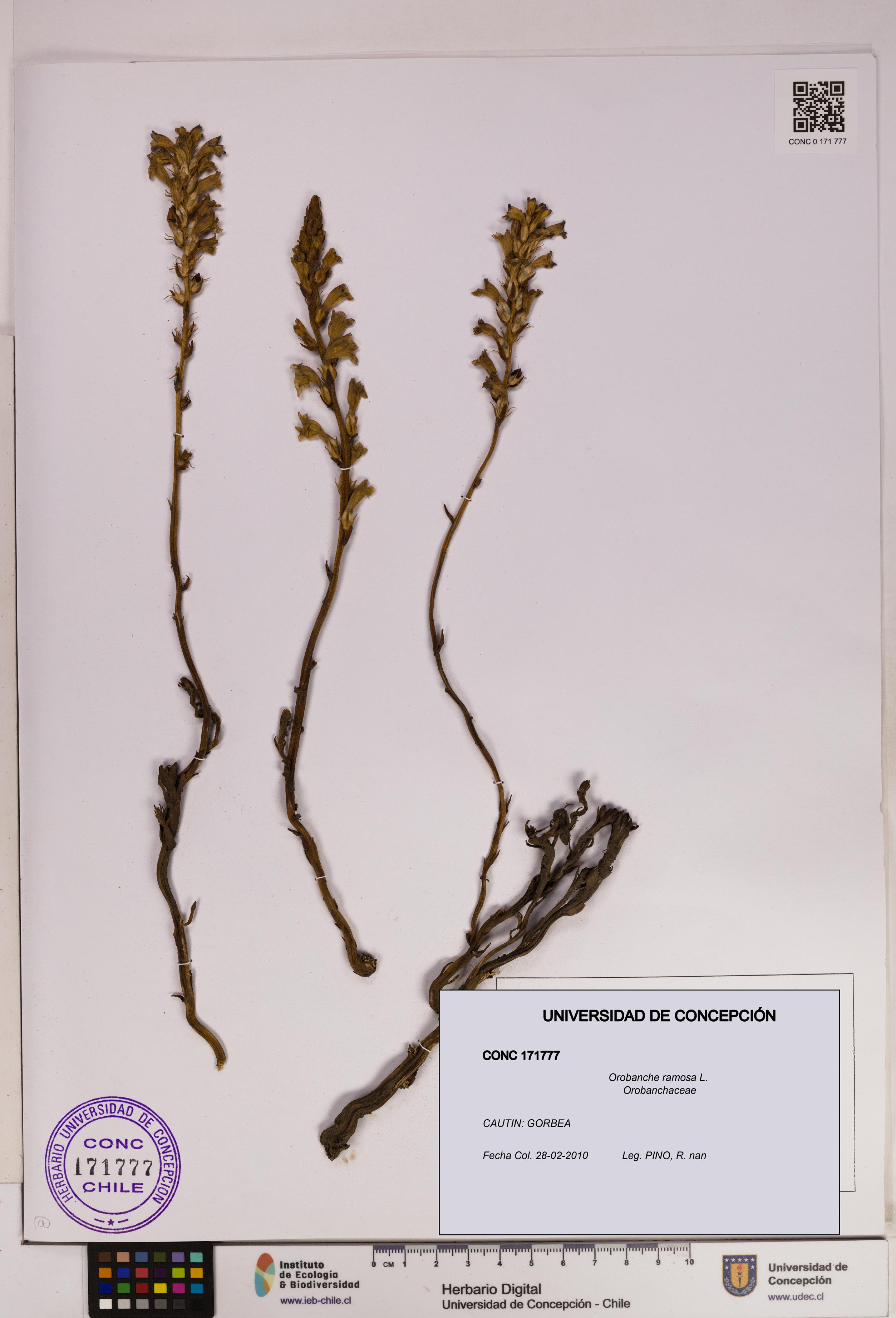 Orobanche ramosa [Espécimen: UDEC:CONC:0171777]